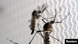 Aedes aegypti ağcaqanadlarının artımına münbit şərait yaradan əsas amil rütubət, gölməçələr, və üstü qapadılmamış su qablarıdır. Bu ağcaqanadlar malyariya və sarı qızdırmadan əlavə, son bir neçə ildə təhlükəli Zika virusunun daşıyıcılarına çevriliblər.