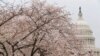 Bunga Sakura Tanda Musim Semi, Harapan di Washington