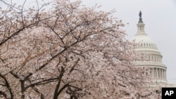 Bunga sakura atau cherry blossom bermekaran di Washington.