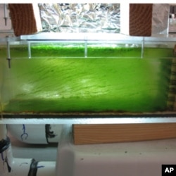 This sample mock stream contains algae growth after six months and represents between 12 to 15 generations and millions of algae cells.