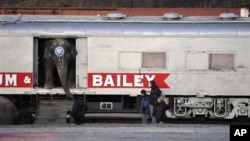 An elephant exits a circus train car before joining the animal walk to the Bi-Lo Center in Greenville, South Carolina, for performances in February