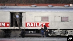 Seekor gajah sirkus tampak keluar dari pintu kereta yang dipakai oleh sirkus Ringling Brothers untuk melakukan tour keliling Amerika (foto: dok).