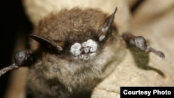 The little brown bat, once one of the most common bats of North America, suffered a major population collapse in the northeastern U.S. due to White Nose Syndrome.(Photo courtesy of Organization for Bat Conservation)
