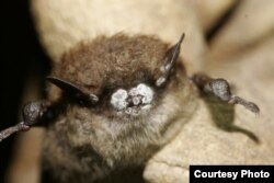 The little brown bat, once one of the most common bats of North America, suffered a major population collapse in the northeastern U.S. due to White Nose Syndrome.(Photo courtesy of Organization for Bat Conservation)