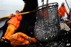 FILE - Fishermen pull in a net full of anchovies from the Pacific Ocean, Nov. 22, 2012. Forty new or expanded marine protected areas were created at the Our Ocean summit. Such a designation means commercial fishing, oil exploration and other activities are limited.
