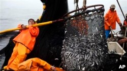 FILE - Fishermen pull in a net full of anchovies from the Pacific Ocean. The United States and 12 other countries are looking at ways to ensure the long-term sustainability of global fisheries.
