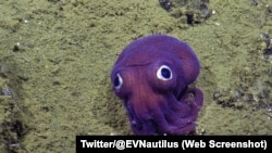 A big-eyed, stubby, purple squid was captured on camera buy a vehicle exploring the ocean floor near California.