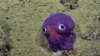 Scientists Go Crazy About a Big-Eyed Squid