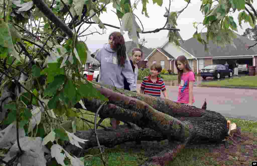 Deanna Locke, 17, and her siblings including, from left, Charlotte, Drew, and Trinity examine a downed tree across the street from their home in Tupelo, Mississippi, after a suspected tornado moved through town, April 28, 2014.