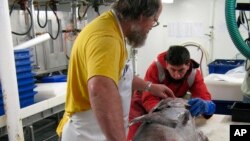 FILE - In this undated photo supplied by the National Institute of Water and Atmospheric Research, Brent Wood (l) and Stefano Schiaparelli (r) examine an Antarctic toothfish in Tangaroa's wet lab in Antarctic waters. 