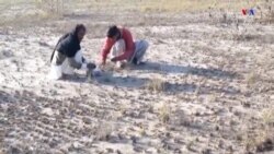 Պակիստանում մորեխների դեմ պայքարում են` դրանք հավի կերի վերածելով