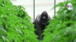 Empresa colombiana de Cannabis en la bolsa de NY