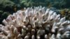 Australia’s Great Barrier Reef Suffers Most Severe Coral Bleaching