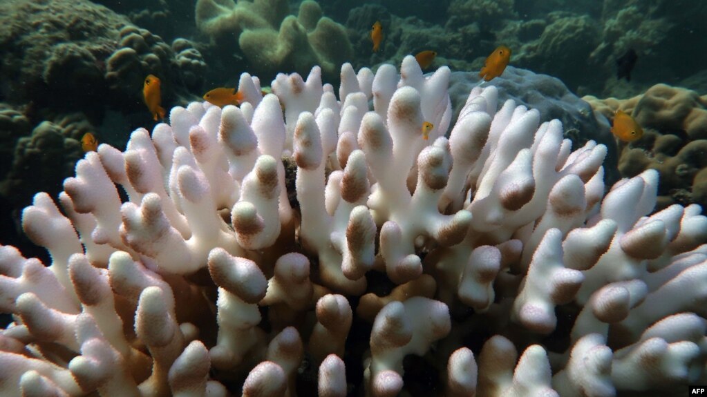 This undated handout photo received on April 6, 2020 from the ARC Centre of Excellence for Coral Reef Studies at James Cook University, shows coral bleaching on the Great Barrier Reef. - Australia's Great Barrier Reef has suffered its most…