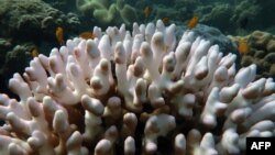 Foto terumbu karang di Great Barrier Reef yang mengalami kerusakan, uang dirilis oleh pusat studi terumbu karang Universitas James Cook, Australia, 6 April 2020. 