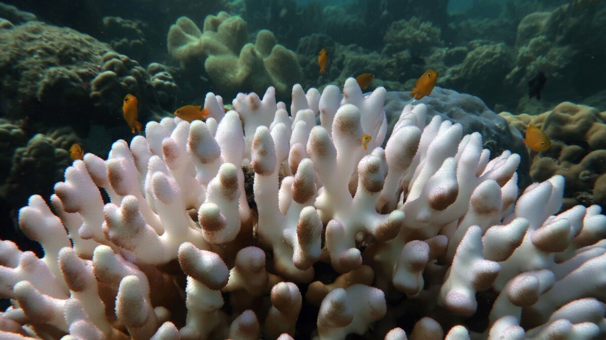 Great Barrier Reef Suffers Another Massive Bleaching