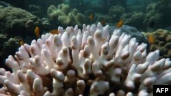Coral bleaching is seen on the Great Barrier Reef, in this undated handout photo received April 6, 2020, from the ARC Centre of Excellence for Coral Reef Studies at James Cook University. 
