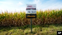 Short corn is seen in one of farmer Cameron Sorgenfrey's fields, Sept. 16, 2024, in Wyoming, Iowa.