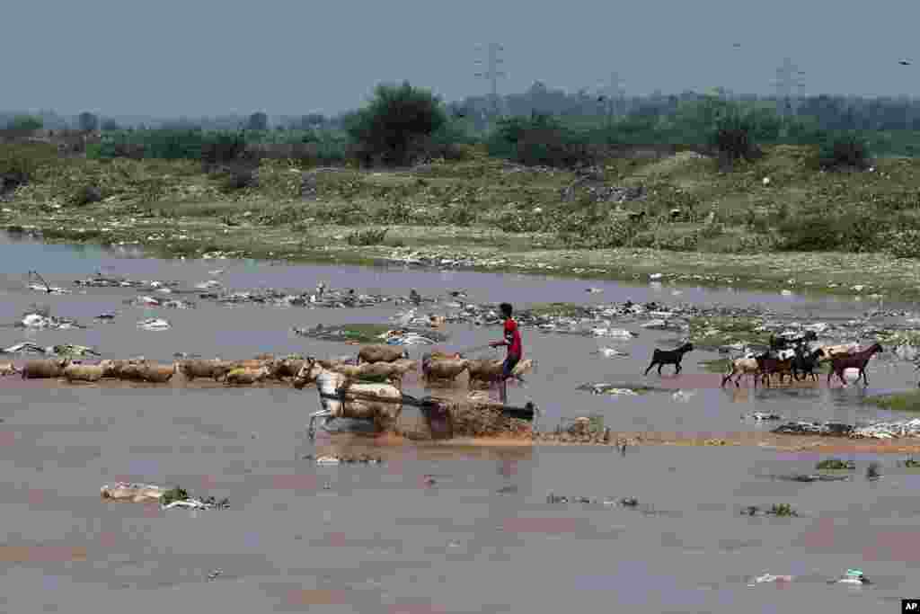 A man crosses the River Tawi on a horse cart in Jammu, India.