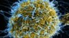 นักวิจัยอาศัยคอมพิวเตอร์เกมส์ Foldit ช่วยระดมทักษะของคนทั่วไปในการระบุลักษณะของโปรตีนต้านไวรัสอีโบล่า