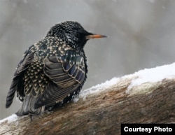 European Starling in Tollington, Connecticut, 2015. (Courtesy of Enola Wagner)