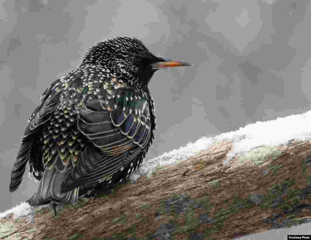 European Starling in Tollington, Connecticut, 2015. (Courtesy of Enola Wagner)