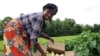 Refugee Grows African Eggplants in US