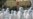 Malaysia Rounds up Hundreds of Undocumented Migrants amid Coronavirus Fears