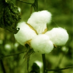 Cotton plant