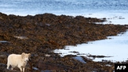 Seekor domba tengah mengunyah rumput laut di North Ronaldsay, Orkney, Skotlandia, 7 September 2021. (Adrian DENNIS / AFP)