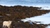 Seekor domba tengah mengunyah rumput laut di North Ronaldsay, Orkney, Skotlandia, 7 September 2021. (Adrian DENNIS / AFP)