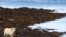 Seekor domba tengah mengunyah rumput laut di North Ronaldsay, Orkney, Skotlandia, 7 September 2021. (Adrian DENNIS / AFP)