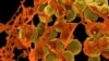 WHO: New Treatments Needed for Antibiotic-Resistant 'Superbugs'