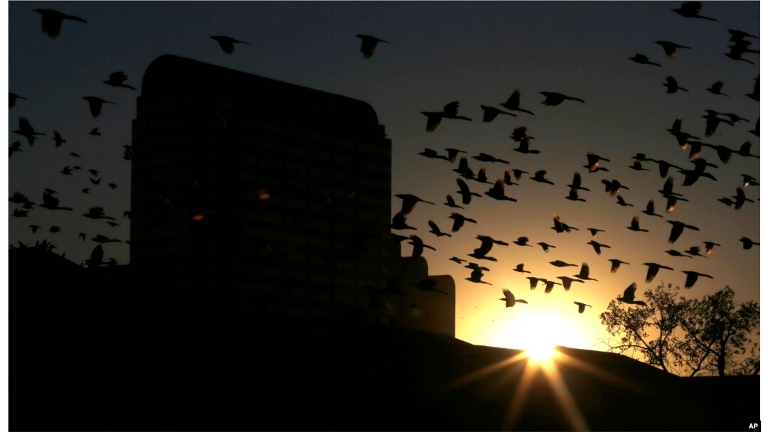 Burung-burung berkumpul di sekitar gedung perkantoran saat matahari terbenam di Dallas Utara, Selasa, 17 Desember 2013. (Foto: AP)