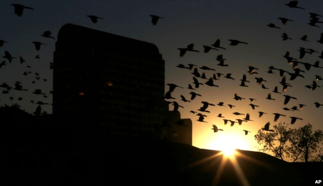 Burung-burung berkumpul di sekitar gedung perkantoran saat matahari terbenam di Dallas Utara, Selasa, 17 Desember 2013. (Foto: AP)