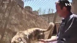 Afghanistan Britain Animal Rescue --  USAGM