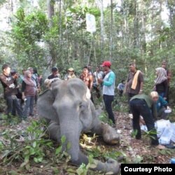 Gajah Sumatera bernama Dita saat mendapatkan perawatan medis dari BBKSDA Riau beberapa waktu lalu. (Courtesy: BBKSDA Riau)