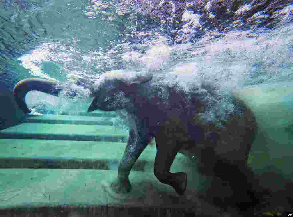 An elephant immerses behind a window in the elephants&#39; indoor pool at the Zoo in Leipzig, Germany.