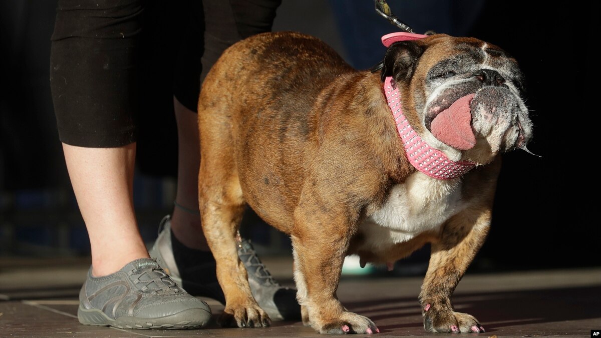Kaitan Antara Anjing Gemuk Dengan Manusia Obesitas