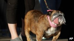 Zsa Zsa, un bulldog inglés, posa en el escenario con Megan Brainard, antes de ser declarado ganador del concurso Perro Más Feo del Mundo, el sábado 23 de junio de 2018. (AP Photo/Jeff Chiu).