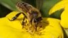 Популяция пчел в мире продолжает сокращаться
