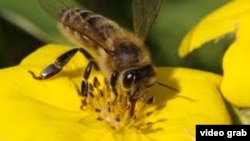 Ong mật dùng mùi để xác định vị trí, tìm ra các loại và nhận biết những loại hoa đem lại thức ăn cho chúng