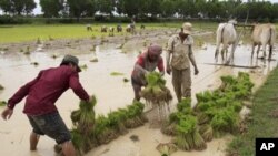 ប្រទេស​កម្ពុជា មាន​ផ្ទៃដី​ដាំដុះ​ជាង​​២លាន៧សែន​ហិកតា ហើយ​អាច​ផលិត​ស្រូវ​បាន​ប្រមាណ​៧​លាន​​តោន​ក្នុង​មួយ​ឆ្នាំ​ ដោយ​​នៅ​សល់​ទិន្ន​ផលស្រូវ​លើស​ពី​តម្រូវ​ការ​ក្នុង​ស្រុក​ចំនួន​៣លានតោន​​ សម្រាប់​នាំចេញ។