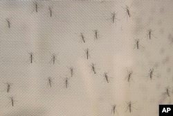 FILE - Male mosquitoes are seen at the the Vosshall Laboratory at Rockefeller University in New York, Feb. 12, 2019.