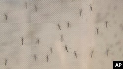 FILE - Male mosquitoes are seen at the the Vosshall Laboratory at Rockefeller University in New York, Feb. 12, 2019.