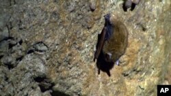 In this undated image from video, a bat suspected of having white-nose syndrome clings to a cave wall in Mammoth Cave National Park in Mammoth Cave, Ky. (AP Photo/Alex Sanz)