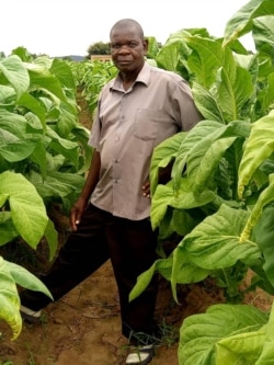 Griffins Kaliza is seen in his tobacco farm in Malawi's central Mchinji district. (Lameck Masina/VOA)