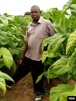 Griffins Kaliza is seen in his tobacco farm in Malawi's central Mchinji district. (Lameck Masina/VOA)