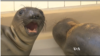 Animals Dying in California Oil Spill