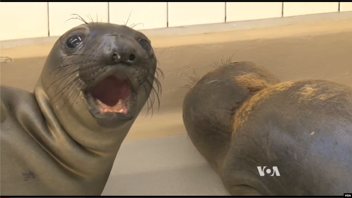 animals-dying-in-california-oil-spill